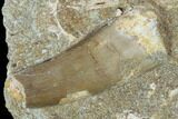 Bargain, Fossil Plesiosaur (Zarafasaura) Tooth In Rock - Morocco #102090-1